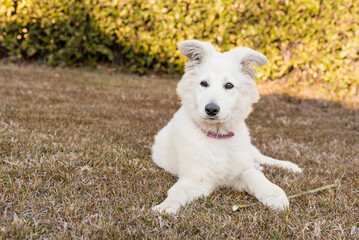 A Swiss Shepherd puppy is lying on the grass in the autumn garden.