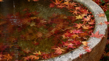 秋色の手水鉢