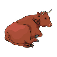 red cattle with white background