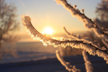 Winter Saskatchewan Scenery with animals, frost, fog, abandoned places, churches and more.