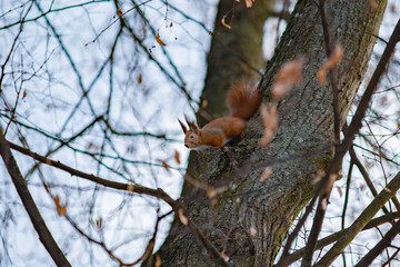 Red Eurasian squirrel on a tree in the spring in the forest. Wildlife Animals in Europe