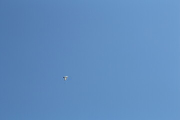 A bird flying in the sky