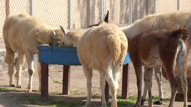Llamas and Sheep Feeding in Enclosure &ndash; Farm Animals Eating Green Fodder