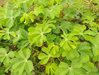 Lush Cassava Foliage: A Vibrant Display of Tropical Agriculture and Growth