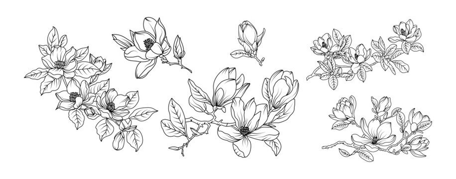 Magnolia flower arrangement line art on white background. Silhouette magnolia botanical hand drawn element for wedding, invitation frame design, vector illustration