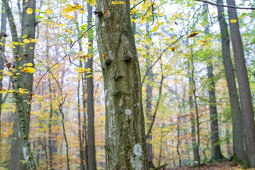 Tree, autumn leaves and branch in forest in sunny weather.
