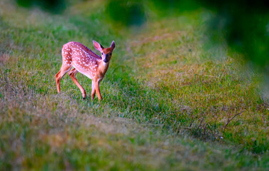 White-tailed deer fawn, Odocoileus virginianus, pausing and looking towards the camera on its way to the cover of trees