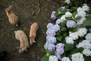 あじさいとうさぎたち