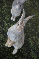 二本脚で立つウサギ