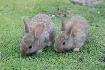 双子のウサギ