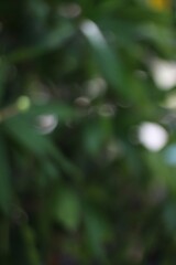 Abstract impression of a soft verdant garden with blurred organic shapes