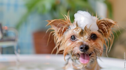 cute yorkshire terrier