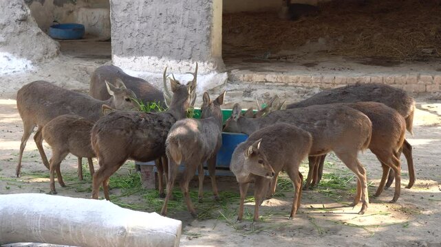Deer Eating Fresh Green Fodder in a Feeding Trough: Wildlife Close-Up
