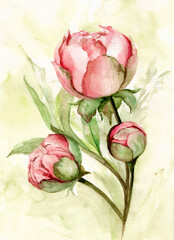 Watercolor bouquet of peonies. Hand drawing for creating a postcard, greeting, invitation.