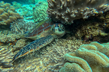 Green sea turtle surrounded by corals near Apo Island, at Apo Island Marine Sanctuary near Siquijor, Negros, Philippines . Snorkeling at Apo Island