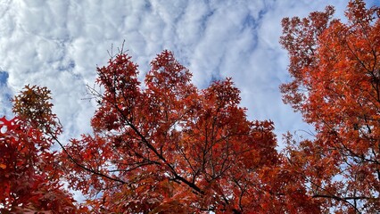 red autumn trees in the clouds