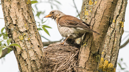 sparrow on a tree