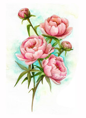 Watercolor bouquet of peony flowers. Botanical illustration suitable for wedding invitation, thank you, greeting card.