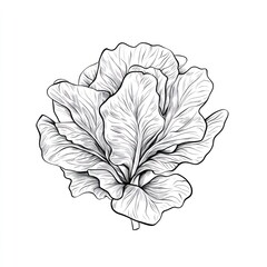 Fototapeta premium Detailed Line Drawing of Cabbage, Culinary Art, White Background, Food Illustration