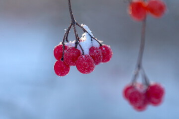 viburnum branches with ripe red berries