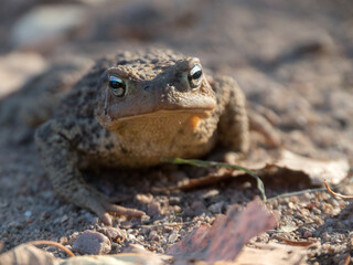toad on the ground closeup