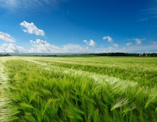 広がる麦畑と澄んだ青空