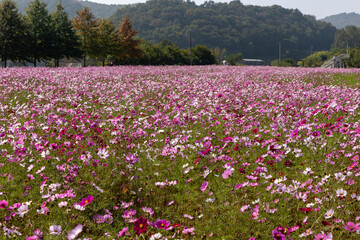 Fototapeta premium Cosmos in full bloom in the field