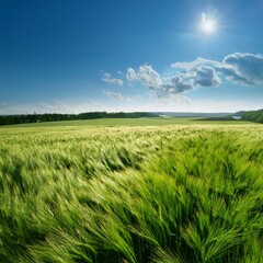広がる麦畑と澄んだ青空