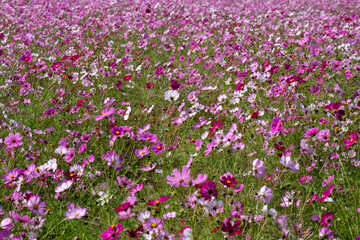 Cosmos in full bloom in the field