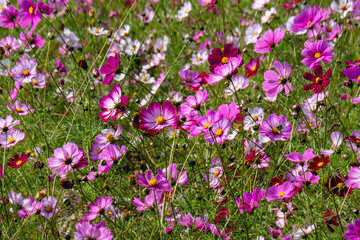Cosmos in full bloom in the field