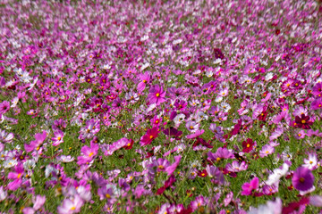 Cosmos in full bloom in the field