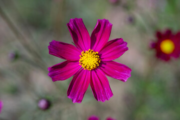 Obraz premium cosmos flower in the garden