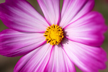 Obraz premium close up of cosmos flower