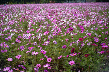 Cosmos in full bloom in the field