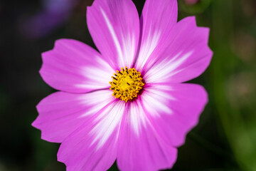 Fototapeta premium close up of pink cosmos flower