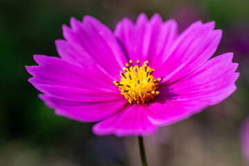 Obraz premium close up of pink flower