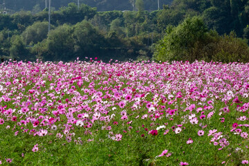 Fototapeta premium Cosmos in full bloom in the field