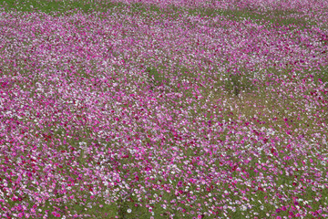 Obraz premium Cosmos in full bloom in the field