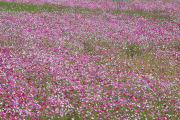Obraz premium Cosmos in full bloom in the field