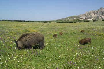 Wild boar (Sus scrofa) grazing. Asinara National Park. Porto Torres. Sardinia. Italy