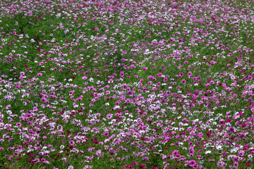 Cosmos in full bloom in the field
