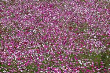 Obraz premium Cosmos in full bloom in the field