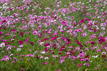 Cosmos in full bloom in the field