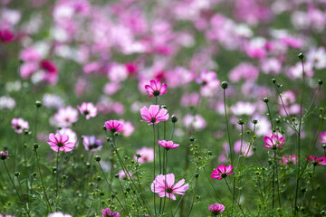 Obraz premium Cosmos in full bloom in the field