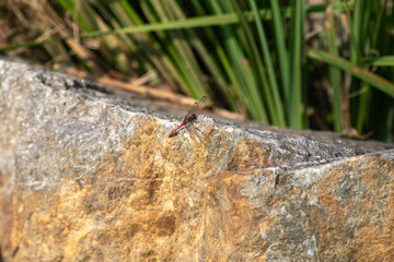 dragonfly on the stone
