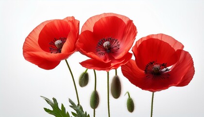 Naklejka premium three vibrant red poppies in various stages of bloom isolated against a white background the delicate petals and the green stems create a striking contrast