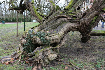 Catalpa, arbre remarquable à Gournay-sur-Marne