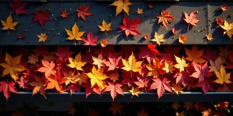 Autumnal Maple Leaves Adorn a Building's Gutter System, Creating a Vibrant Display of Seasonal Color Variation