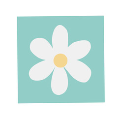 Chamomile daisy big set