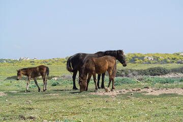 Cavalli (Equus caballus). Isola dell'Asinara. Parco Nazionale dell'Asinara, Porto Torres, Sardegna. Italia